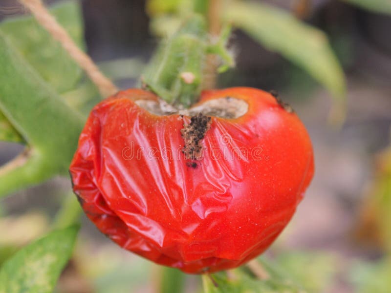 178 Faule Tomaten Fotos Kostenlose und RoyaltyFree StockFotos von