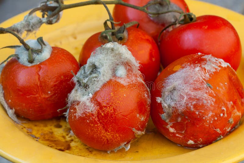 Männer suchen frauen faule tomaten