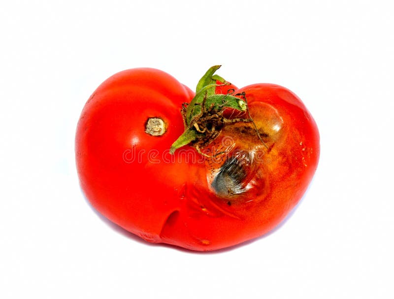 Faule Tomaten Lokalisiert Stockbild Bild Von Schande 33359455