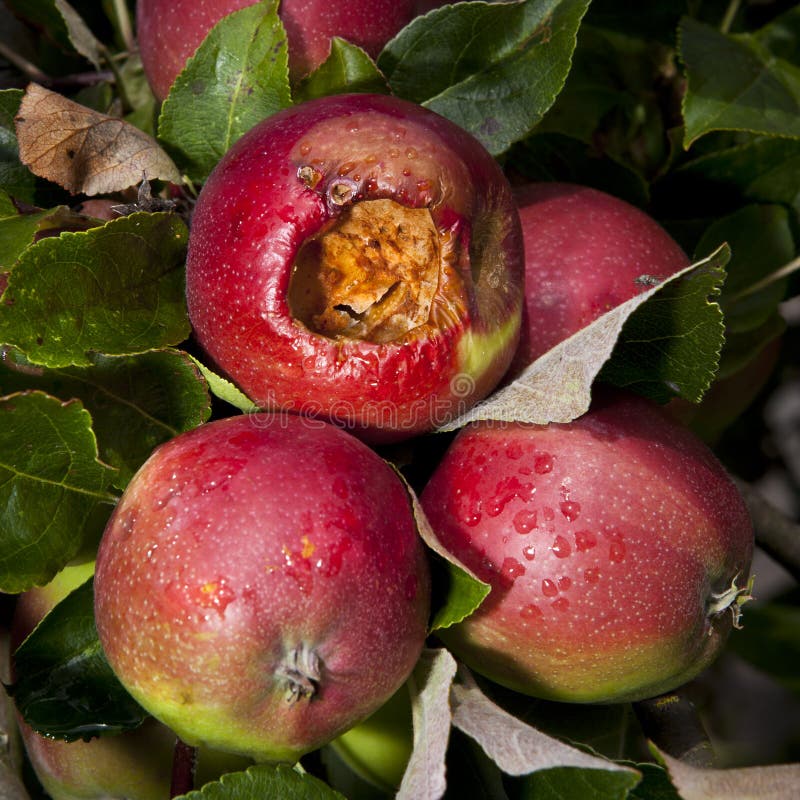 Fauler Apfel Auf Einem Baum Stockbild - Bild von braun, nave: 68112505