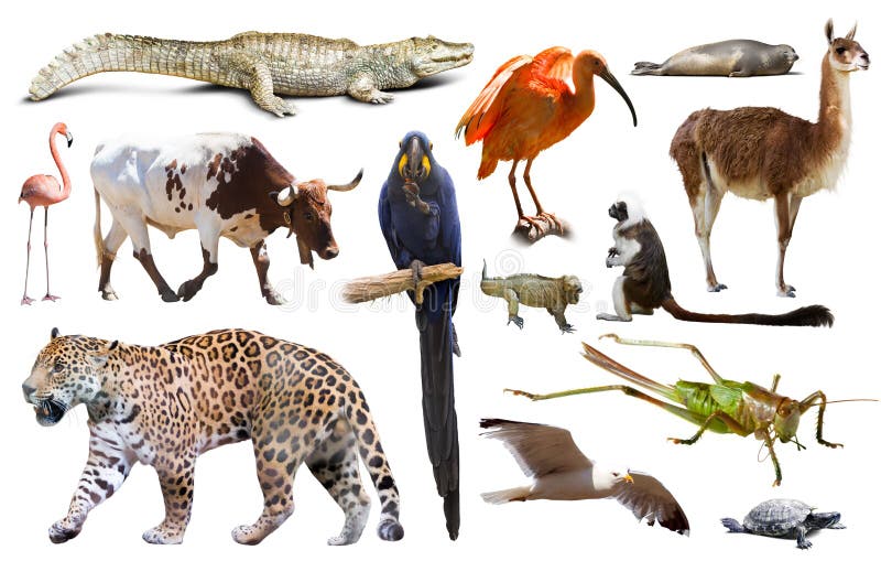 Fauna del sistema de Suramérica