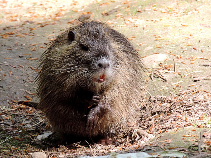 Muskrat, Beaver, Mammal, Fauna Picture. Image: 136625393