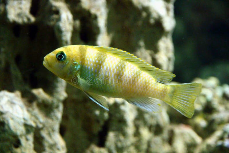 Pseudotropheus flavus ** Malawi Cichlid ** Lake malawi cichlids, Cichlids, Malaw