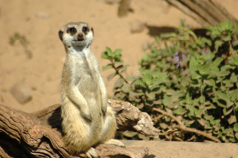Fauna selvatica africana immagini stock Fauna selvatica africana immagini stock