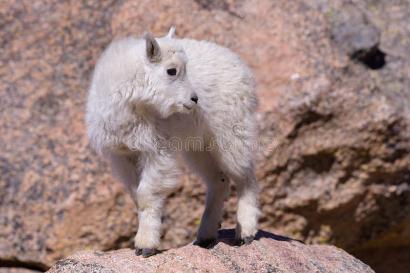 Fauna selvatica di Colorado Stambecchi sui picchi di montagna di Colorado fotografia stock Fauna selvatica di Colorado Stambecchi sui picchi di montagna di Colorado fotografia stock