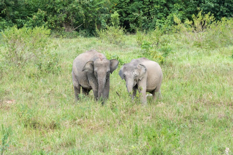 Fauna selvatica di giovane elefante asiatico che mangia erba in foresta immagine stock libera da diritti Fauna selvatica di giovane elefante asiatico che mangia erba in foresta immagine stock libera da diritti