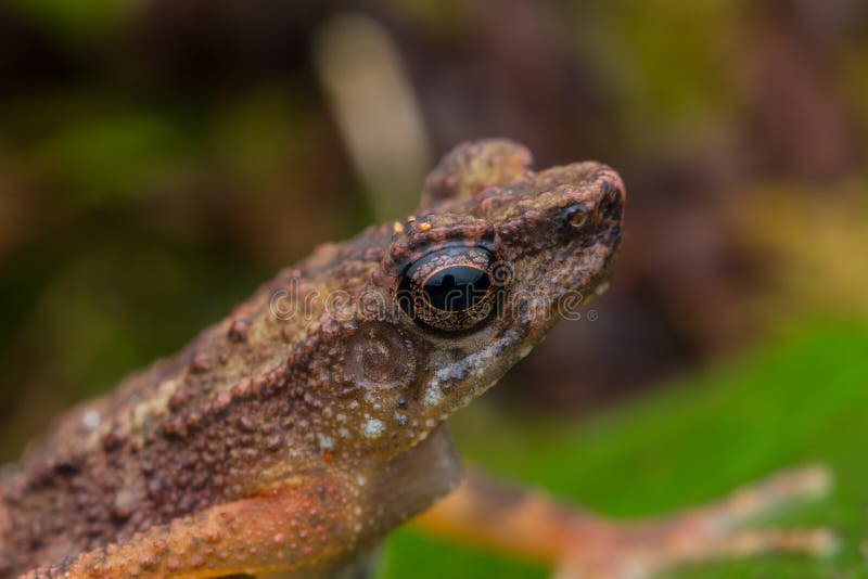 Wildlife nature image of frog at Sabah, Borneo Island - Nature wildlife concept. Wildlife nature image of frog at Sabah, Borneo Island - Nature wildlife concept