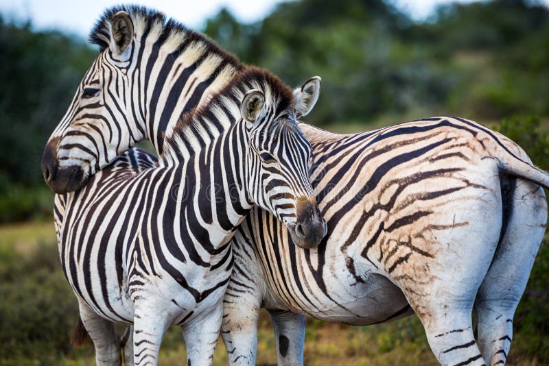 Fauna selvatica nel Sudafrica immagini stock libere da diritti Fauna selvatica nel Sudafrica immagini stock libere da diritti
