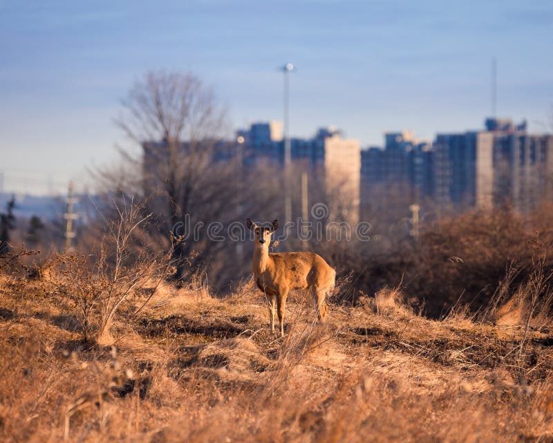 Fauna Urbana en Ontario fotografía de archivo libre de regalías