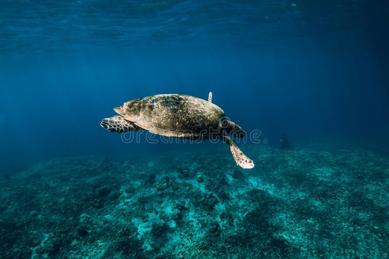 Faune sous-marine avec des animaux E Tortue de mer verte images stock Faune sous-marine avec des animaux E Tortue de mer verte images stock