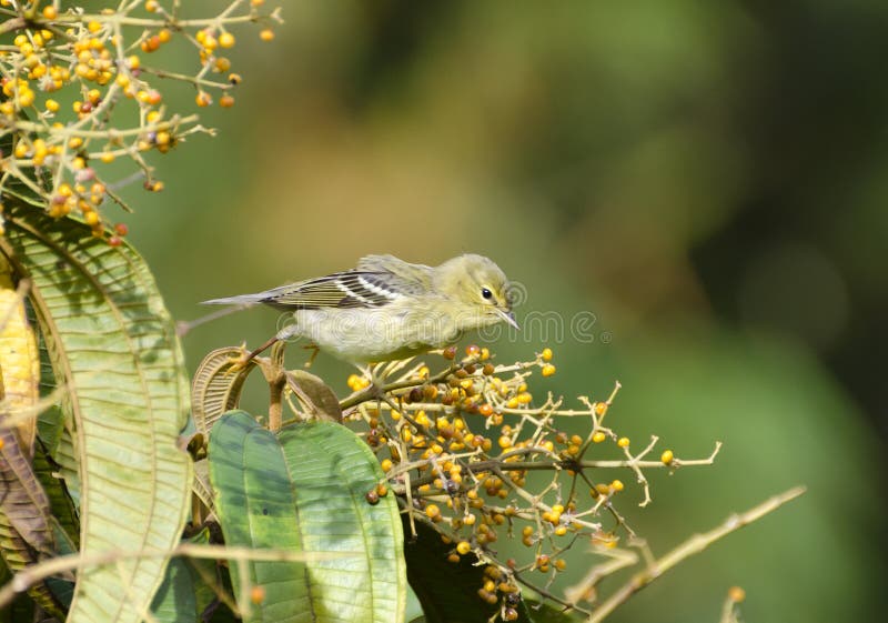 Fauvette 10 de Blackpoll photographie stock Fauvette 10 de Blackpoll photographie stock
