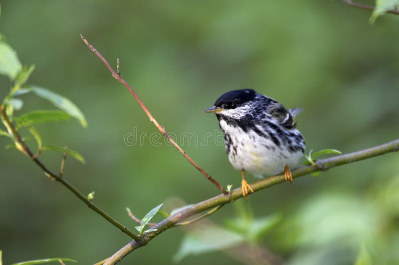 Fauvette de Blackpoll (striata de Dendroica) photos libres de droits Fauvette de Blackpoll (striata de Dendroica) photos libres de droits