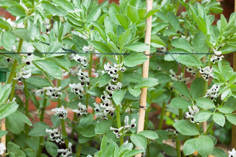 Fava Bean Broad Bean Plants in Flower Stock Image Image of gardens