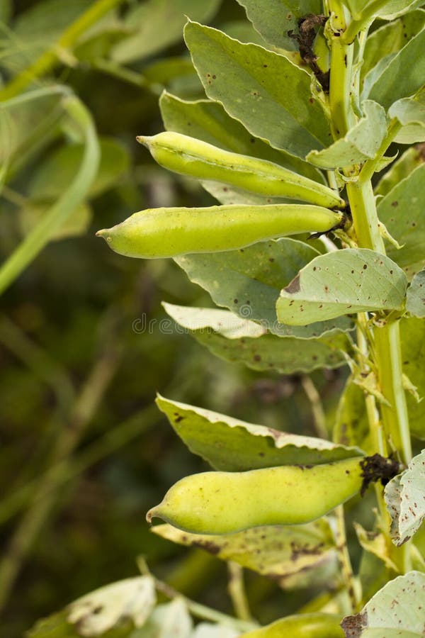 Fava bean plant