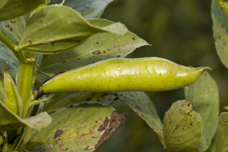 Fava bean plant