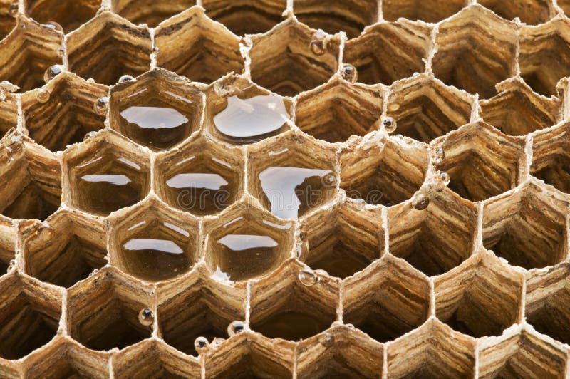 Honeycomb background with honey close up shoot. Honeycomb background with honey close up shoot