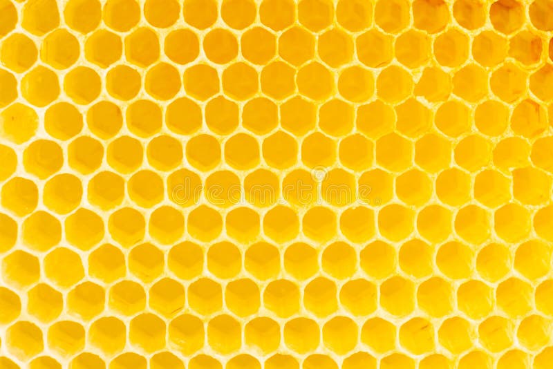 Honeycomb in beehive, closeup. Honeycomb in beehive, closeup