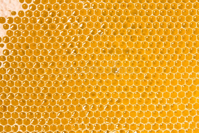 Honeycomb with honey for background. Honeycomb with honey for background.