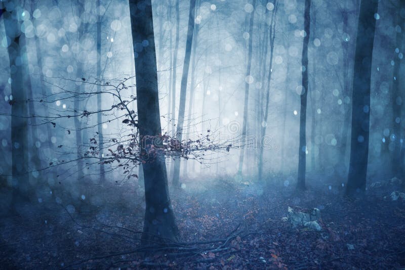 Magica foresta blu e nebbiosa da favola immagini stock