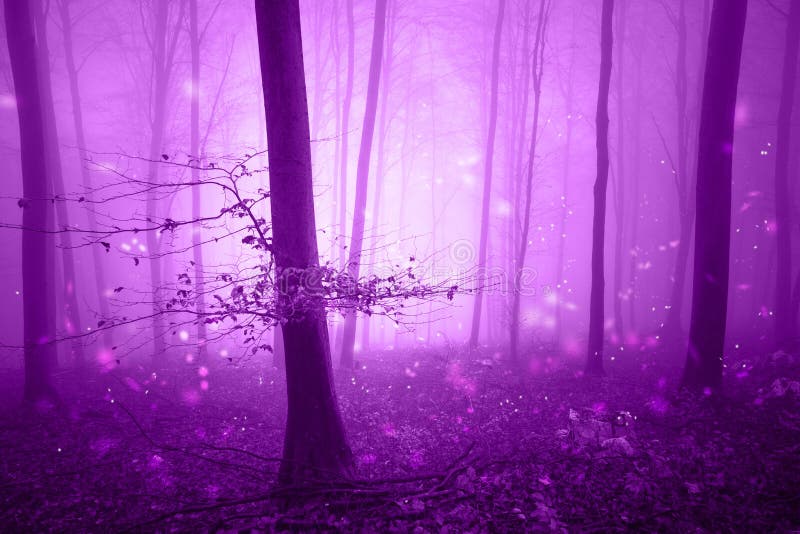 Magica foresta rosa da favola con lucciole immagine stock libera da diritti
