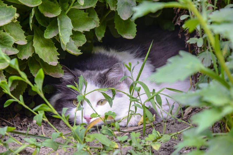 Favorite of the family, gray-white cat with serious and calm look lies on lawn in thickets of grass. The cat is hunter stock photos Favorite of the family, gray-white cat with serious and calm look lies on lawn in thickets of grass. The cat is hunter stock photos