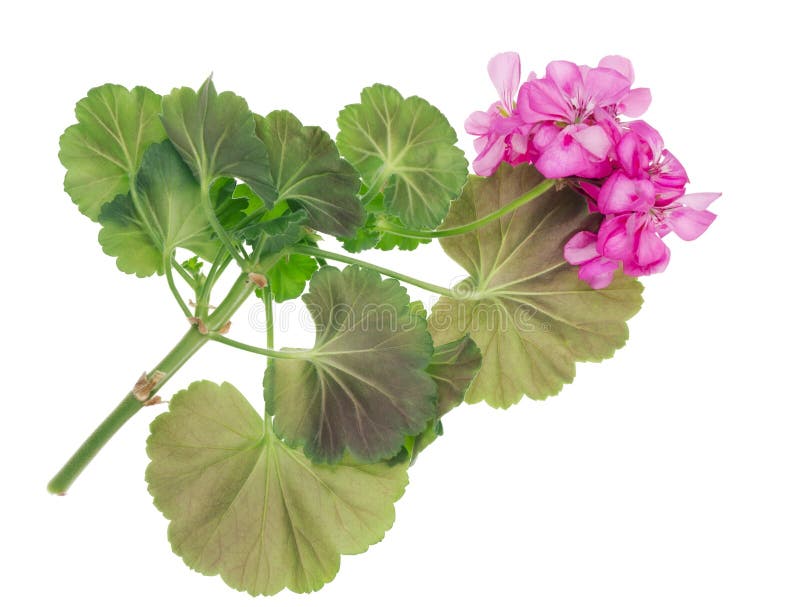 Favorite Indoor Plants Pink Geranium Stock Photo Image of beauty