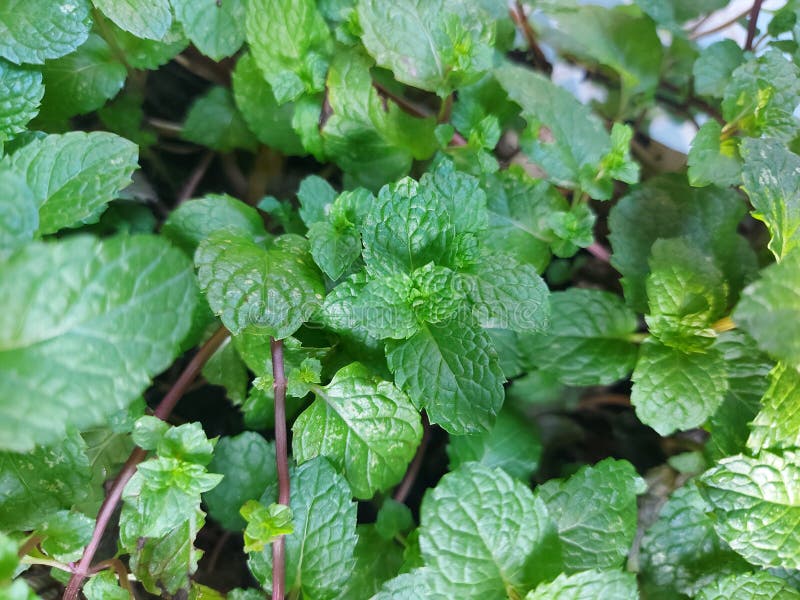 Favorite Mint Plant Grew Well Stock Image Image of favorite, mint