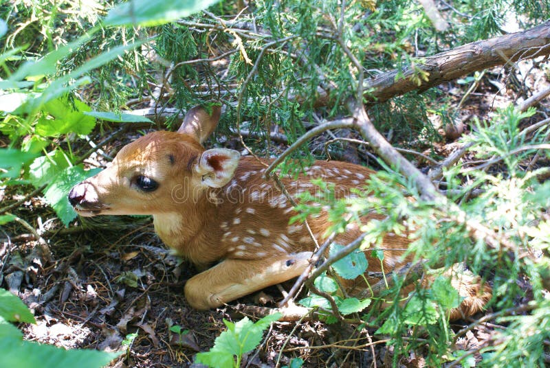 Whitetail fawn hiding under tree