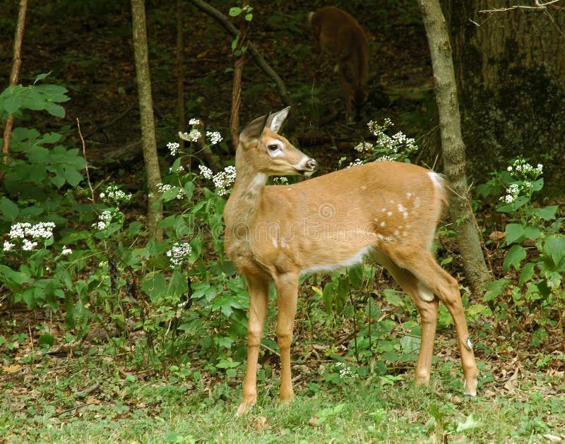 A fawn along the edge of woods with flowers. A fawn along the edge of woods with flowers