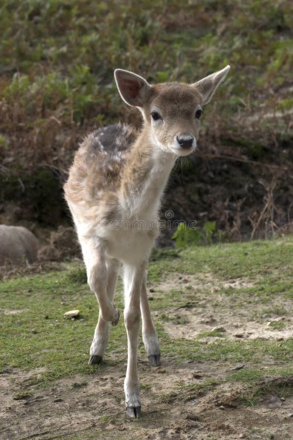 Fawn hesitating between fear and curiosity