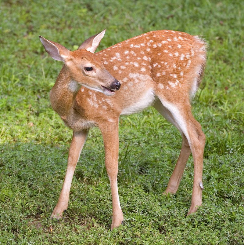 Whitetail fawn in a summertime green field