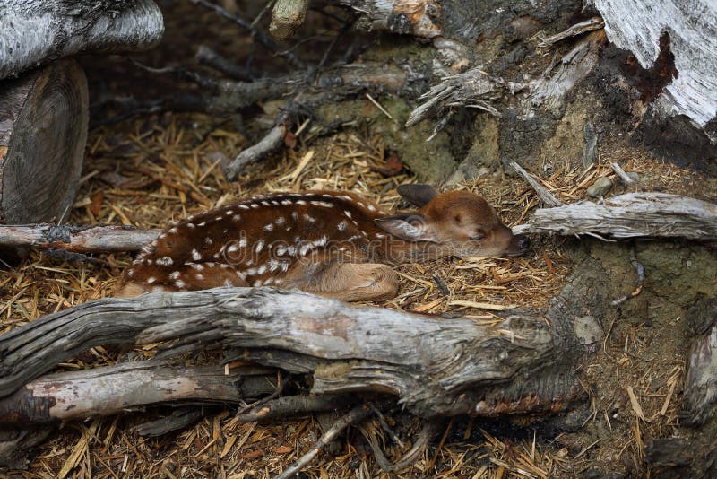 The baby fawn in the sleeping