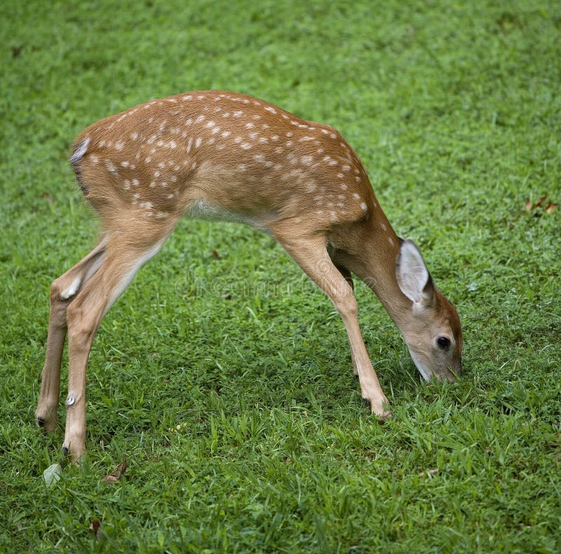 On a field of green grass a whitetail deer fawn is eating. On a field of green grass a whitetail deer fawn is eating