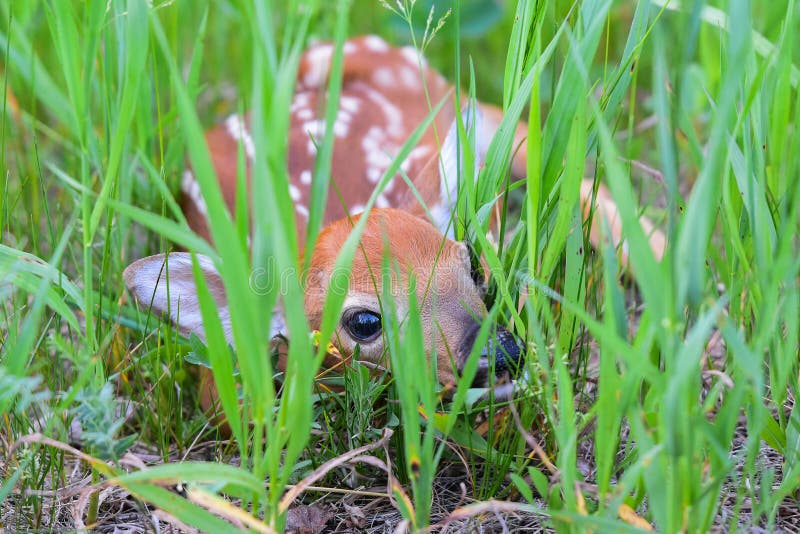 Newborn whitetail deer fawn hiding in the grass. Newborn whitetail deer fawn hiding in the grass