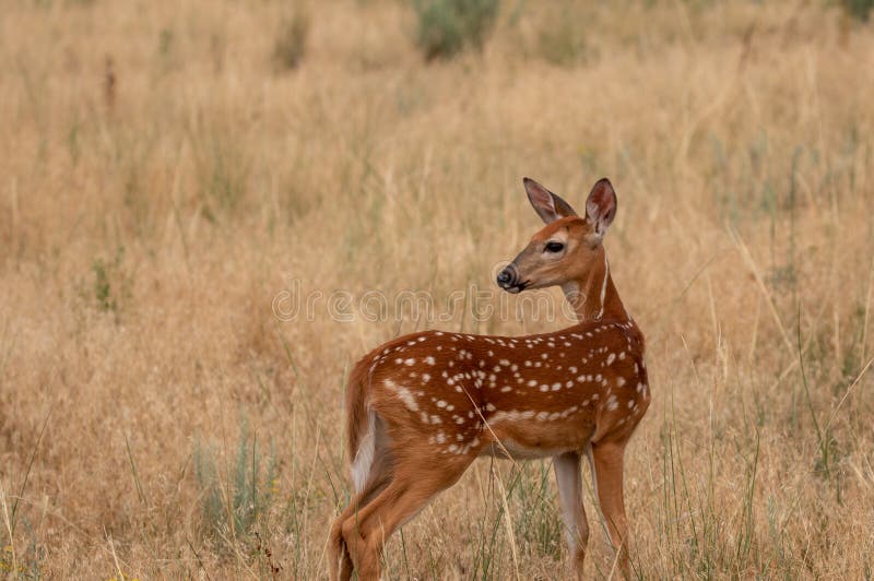 A cute white-tailed deer fawn in tall grass. A cute white-tailed deer fawn in tall grass