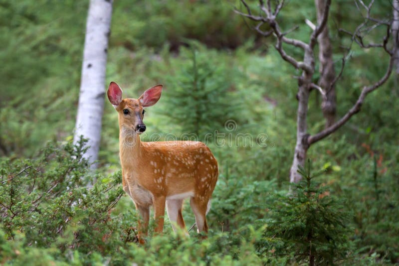 White-tailed deer fawn &#x28;Odocoileus virginianus&#x29; walking in the forest in Ottawa, Canada. White-tailed deer fawn &#x28;Odocoileus virginianus&#x29; walking in the forest in Ottawa, Canada