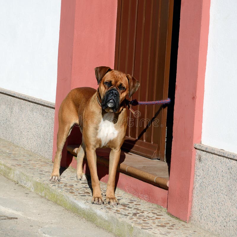 fawn boxer fawn boxer