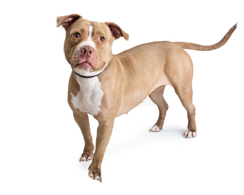 fawn and white pitbull puppies