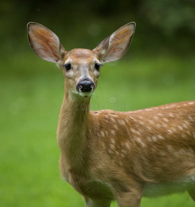 Whitetail deer fawn on a green field still in spots. Whitetail deer fawn on a green field still in spots