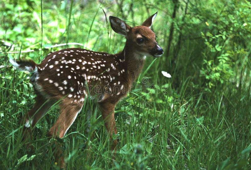 A very young whitetail fawn surveys its home. A very young whitetail fawn surveys its home