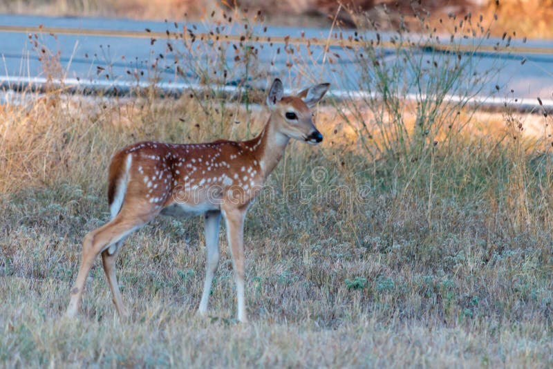 Small fawn standing by the road in the Texas Hill Country. Small fawn standing by the road in the Texas Hill Country