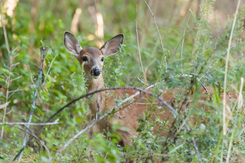 A whitetailed female fawn stands in tall grasses in the forest. A whitetailed female fawn stands in tall grasses in the forest.