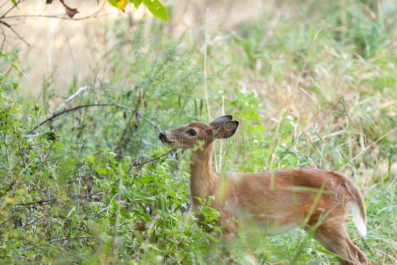 A whitetailed female fawn stands in tall grasses in the forest. A whitetailed female fawn stands in tall grasses in the forest.