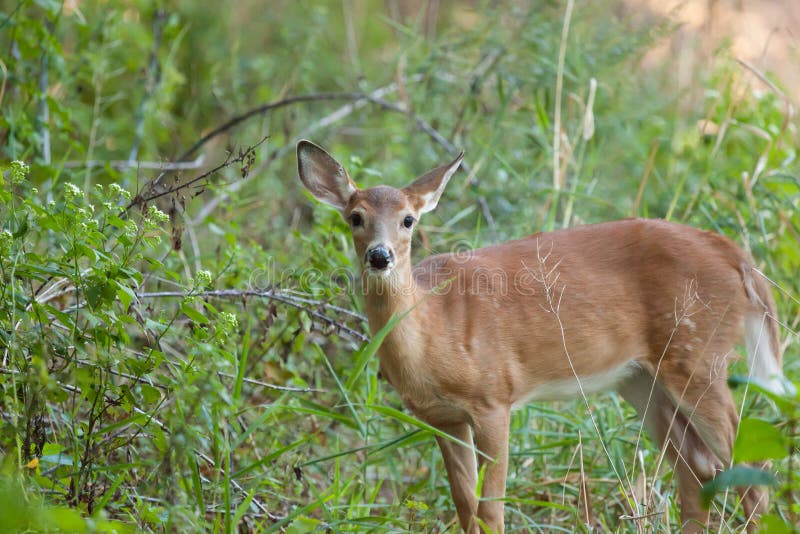 A whitetailed female fawn stands in tall grasses in the forest. A whitetailed female fawn stands in tall grasses in the forest.