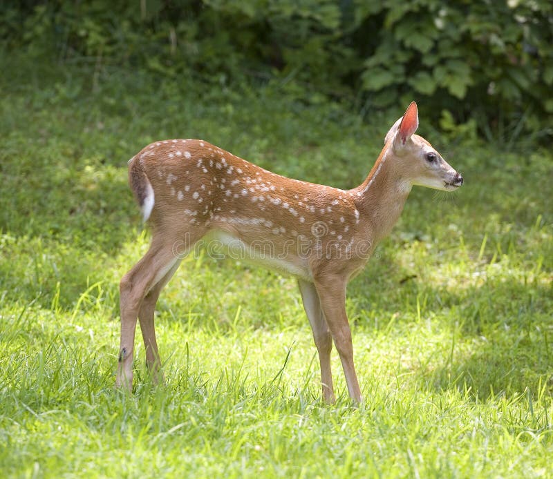 Whitetail deer fawn that is out in the sun on some grass. Whitetail deer fawn that is out in the sun on some grass