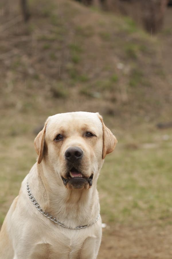 Fawn dog Labrador Retriever stares. Beautiful purebred fawn dog Labrador Retriever stares, closeup portrait stock photo Fawn dog Labrador Retriever stares. Beautiful purebred fawn dog Labrador Retriever stares, closeup portrait stock photo