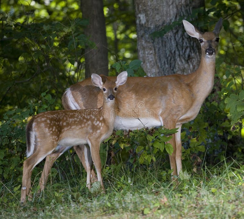 Whitetail fawn and its doe in a thick forest. Whitetail fawn and its doe in a thick forest