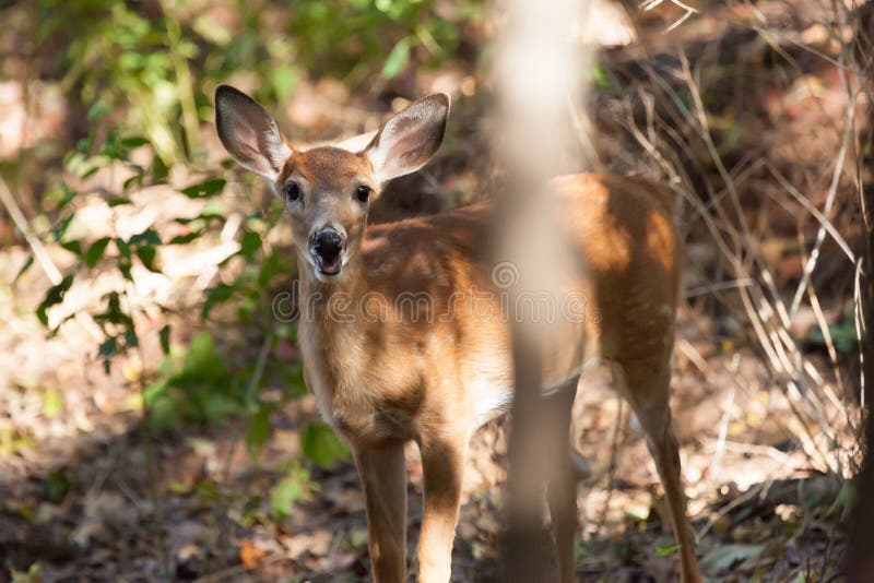 A whitetailed female fawn stands in the middle of the forest. A whitetailed female fawn stands in the middle of the forest.