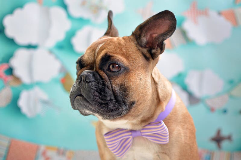 Fawn French Bulldog-hondjongen met een purpere bowtie rond zijn hals voor baby blauwe achtergrond royalty-vrije stock afbeeldingen Fawn French Bulldog-hondjongen met een purpere bowtie rond zijn hals voor baby blauwe achtergrond royalty-vrije stock afbeeldingen