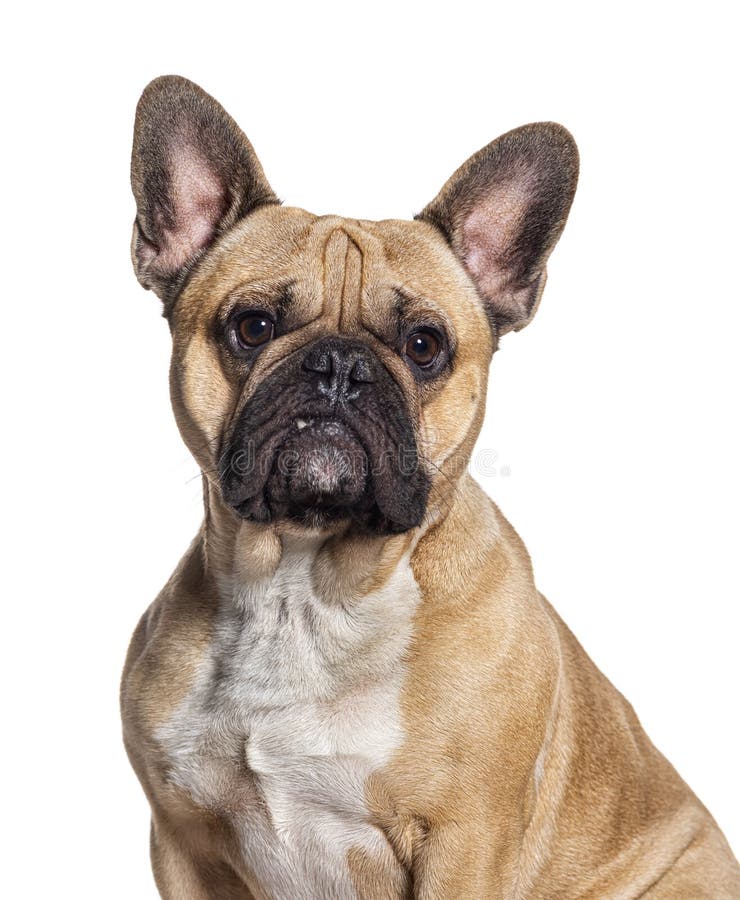 Fawn French Bulldog Isolated on White Stock Photo - Image of animal ...